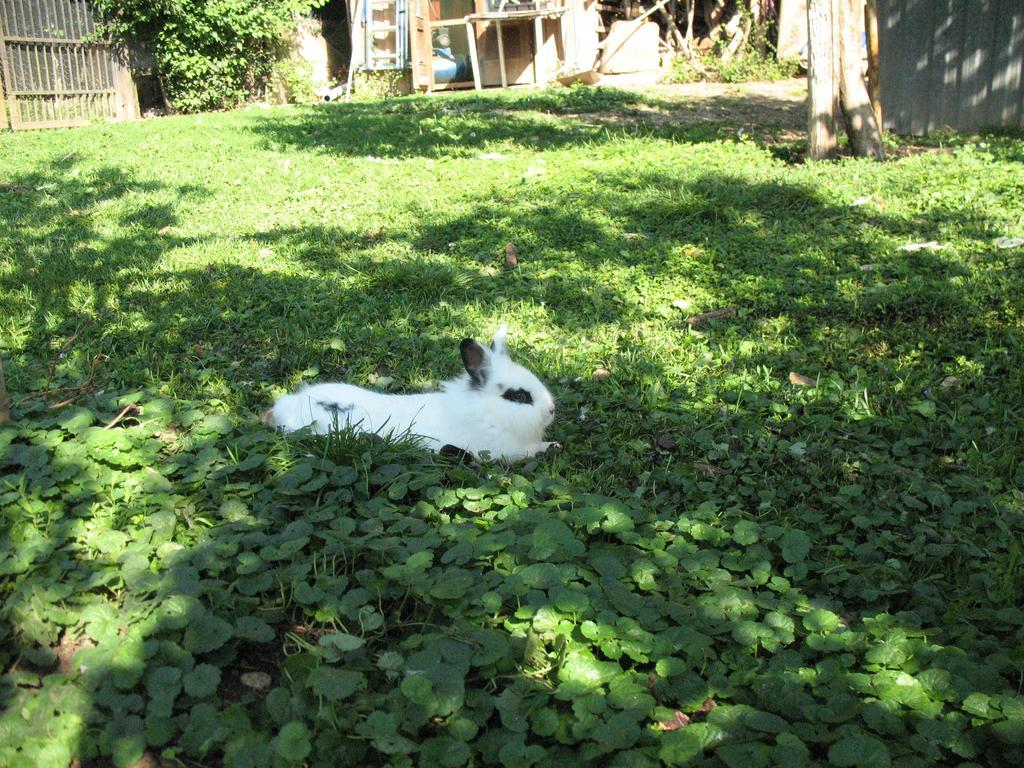 Bioagriturismo Vegan Campo Di Cielo Alloggio per agriturismo Cesiomaggiore