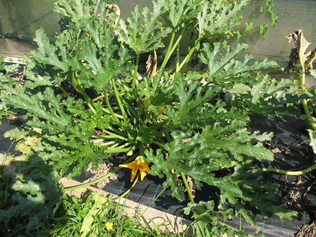Bioagriturismo Vegan Campo Di Cielo Alojamento de Turismo Rural Cesiomaggiore