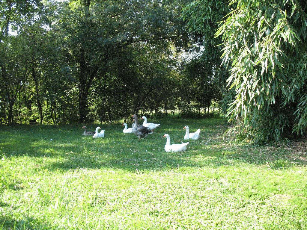 Alojamento de Turismo Rural Bioagriturismo Vegan Campo Di Cielo Cesiomaggiore