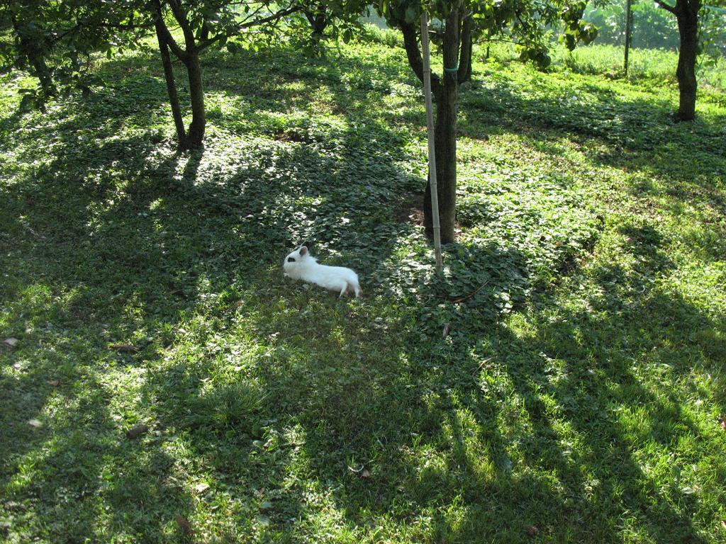 Bioagriturismo Vegan Campo Di Cielo * Cesiomaggiore